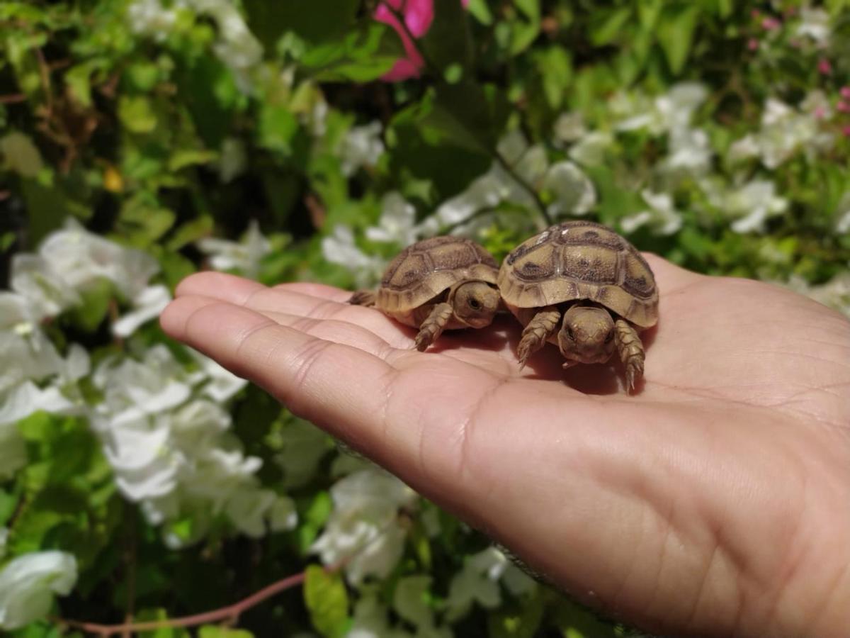 Lotus Turtle Garden Eilat Leilighet Eksteriør bilde