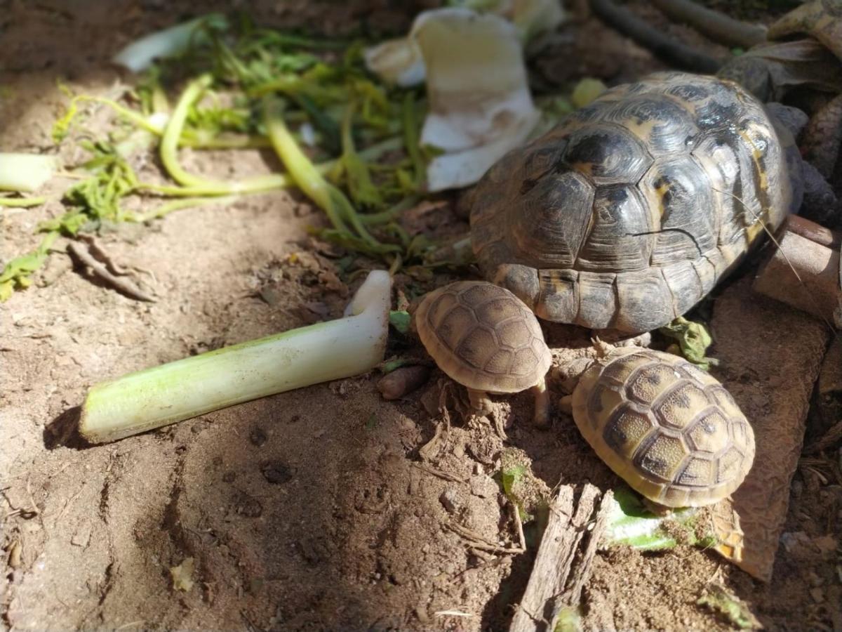 Lotus Turtle Garden Eilat Leilighet Eksteriør bilde